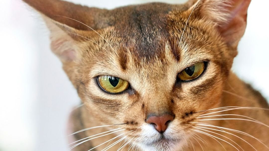8 Cat Breeds Fearless in the Face of Danger