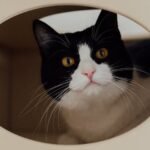 10 Things Cats Love That Many Owners Forget to Do Every Day