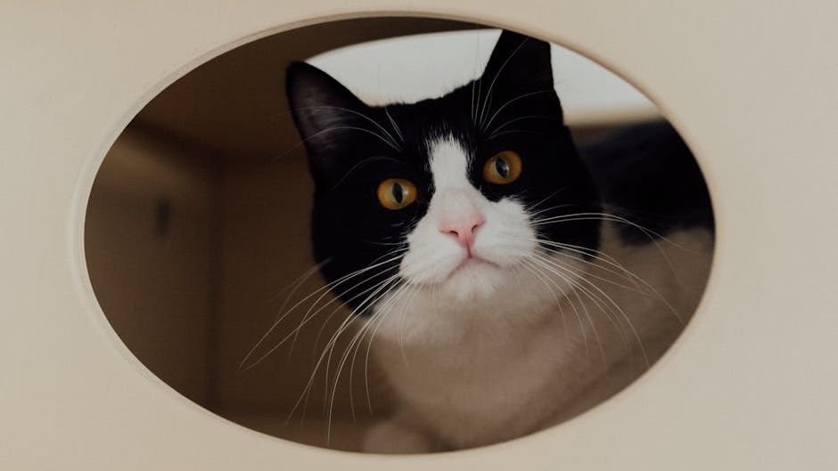 10 Things Cats Love That Many Owners Forget to Do Every Day