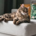 Cats Secretly Judge Your Decor Choices – Here's How to Tell
