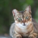 Your Cat is Smarter Than We Give Them Credit For, Thanks to These Quirks