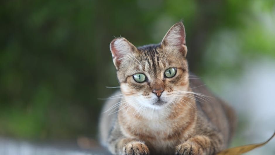 Your Cat is Smarter Than We Give Them Credit For, Thanks to These Quirks