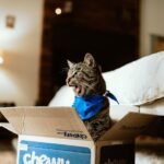 Your Cat's Quirky Habits Are Not Random: They're Brilliant Feline Strategies