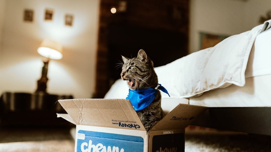 Your Cat's Quirky Habits Are Not Random: They're Brilliant Feline Strategies