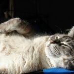 10 Things Your Cat Does When They're Truly Happy (You Might Miss These)