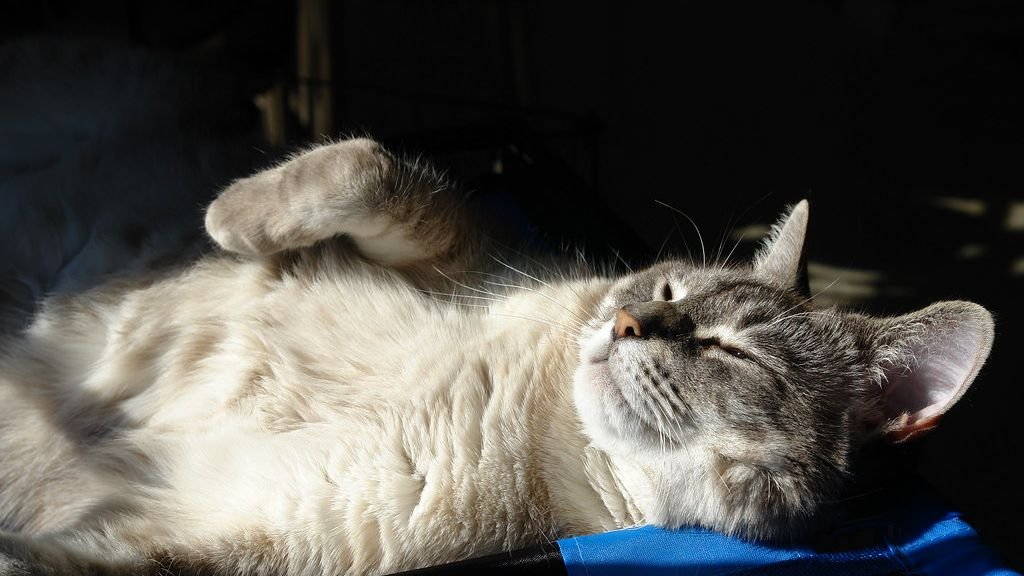 10 Things Your Cat Does When They're Truly Happy (You Might Miss These)