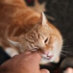 Cats Are Masters of Disguise: Their True Feelings Are Right Under Your Nose