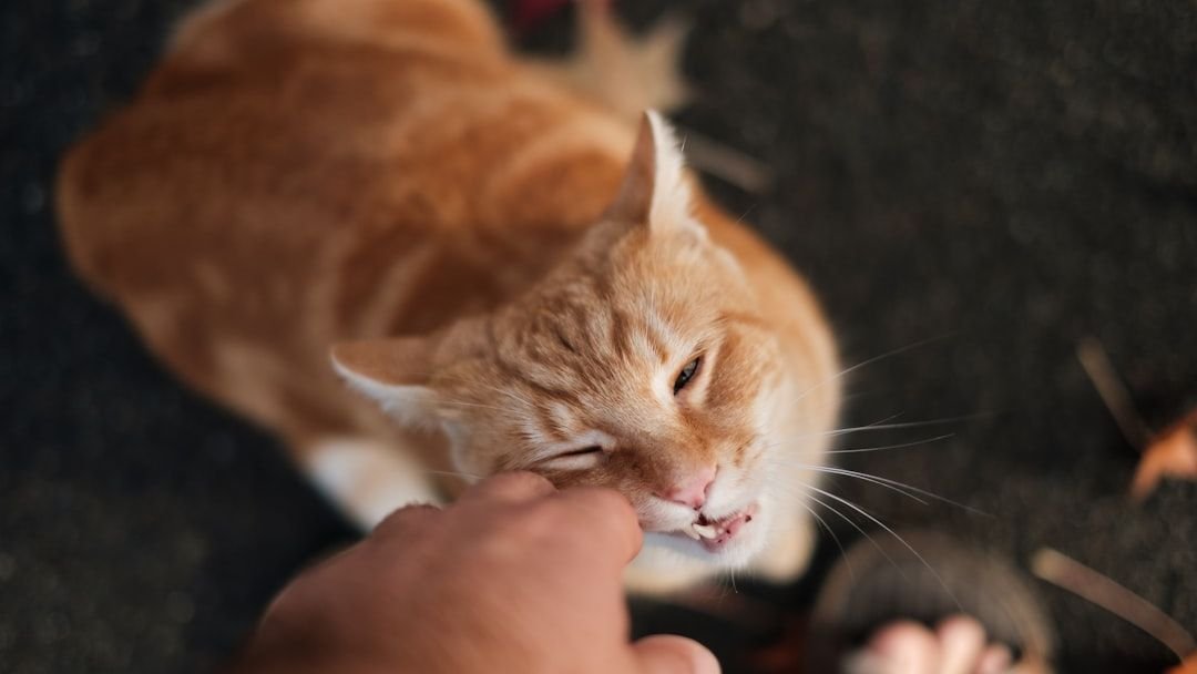 Cats Are Masters of Disguise: Their True Feelings Are Right Under Your Nose