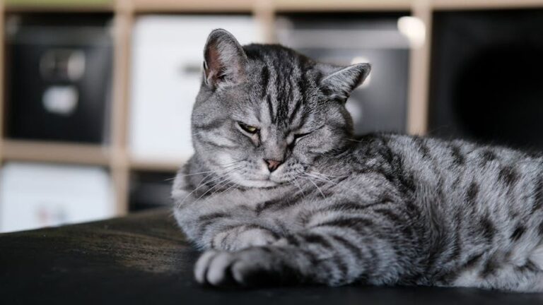 That Slow Blink From Your Cat? It's Their Deepest Message of Trust