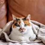 Your Cat's Favorite Blanket Holds the Key to Their Comfort and Security