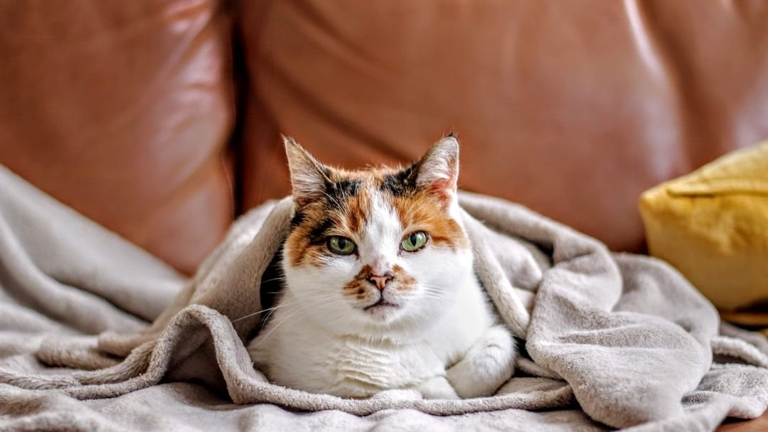 Your Cat's Favorite Blanket Holds the Key to Their Comfort and Security