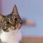 Cats Have a Secret Schedule: How They Plan Their Day Around You