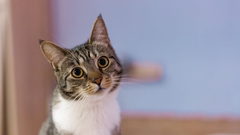 Cats Have a Secret Schedule: How They Plan Their Day Around You