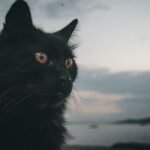 12 Little-Known Facts About Your Cat's Amazing Night Vision