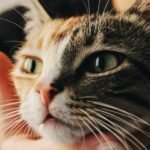 Cats Sense Your Moods: They're Your Most Intuitive Home Companions