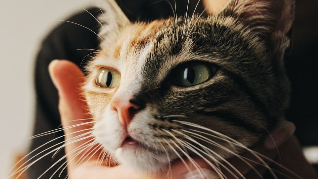 Cats Sense Your Moods: They're Your Most Intuitive Home Companions