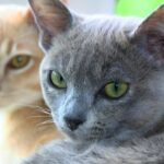 10 Cat Breeds That Are Surprisingly Affectionate With Their Humans