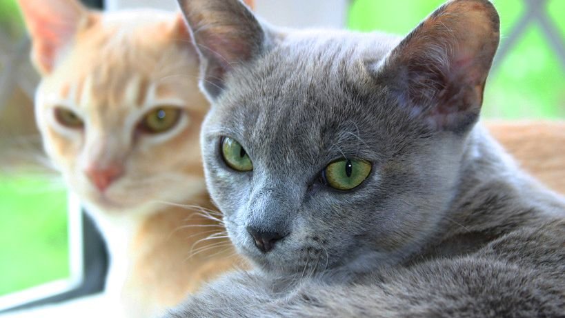 10 Cat Breeds That Are Surprisingly Affectionate With Their Humans