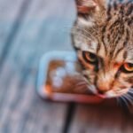 9 Easy Ways to Tell if Your Cat is Secretly Stressed (and How to Help)