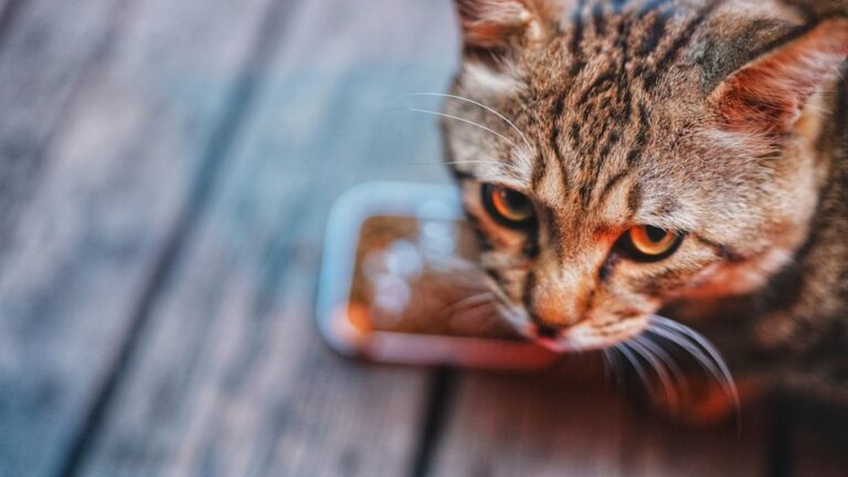 9 Easy Ways to Tell if Your Cat is Secretly Stressed (and How to Help)
