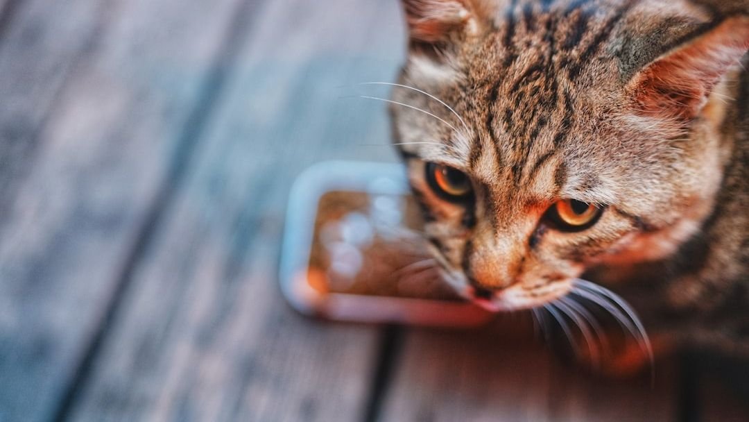 9 Easy Ways to Tell if Your Cat is Secretly Stressed (and How to Help)