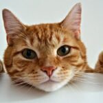 9 Common Misconceptions About Cat Happiness You Need to Unlearn