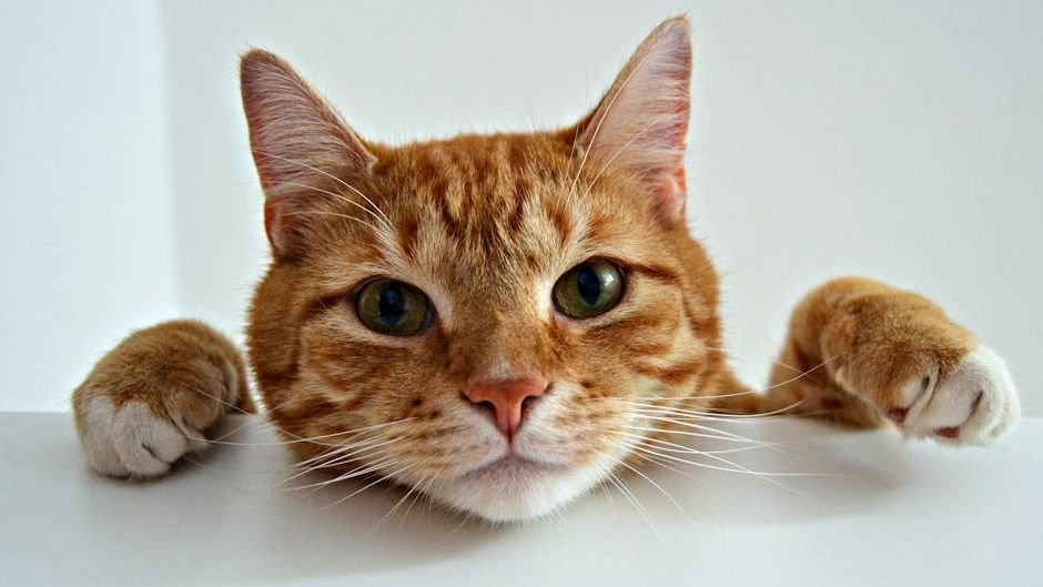 9 Common Misconceptions About Cat Happiness You Need to Unlearn