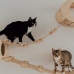 8 Simple Tricks to Make Your Home a Feline Paradise (They'll Thank You)