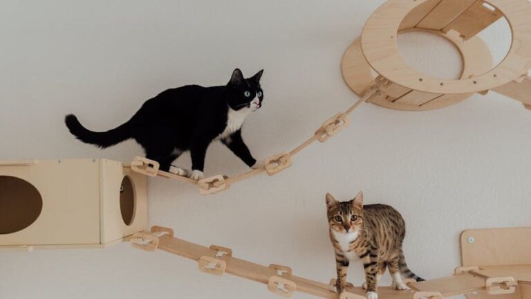 8 Simple Tricks to Make Your Home a Feline Paradise (They'll Thank You)