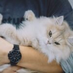 11 Things Your Cat Does When They Feel Utterly Safe and Loved