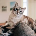 10 Common Cat Behaviors That Are Actually Highly Intelligent Moves
