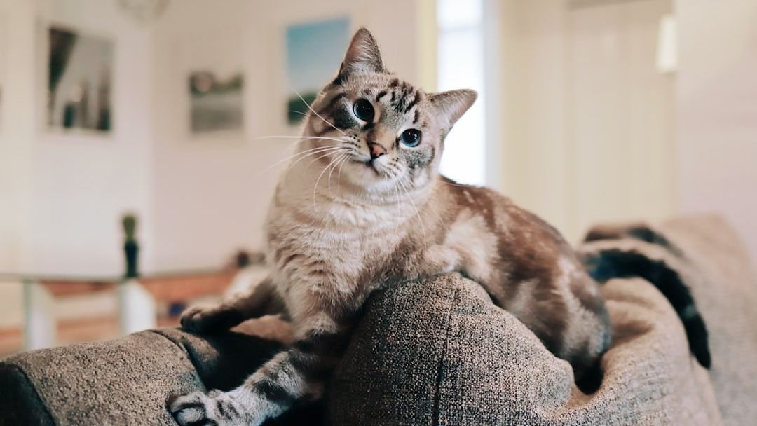 10 Common Cat Behaviors That Are Actually Highly Intelligent Moves