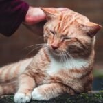 12 Unique Cat Traits That Prove They're Your Best Home Companion