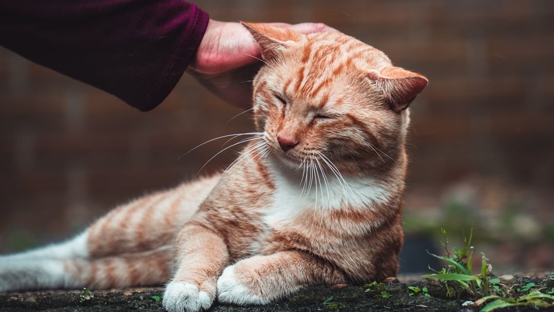 12 Unique Cat Traits That Prove They're Your Best Home Companion