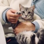 8 Ways Your Cat Whispers 'I Love You' (Without a Single Meow)