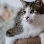 7 Tiny Habits That Make Your Cat Feel Like Royalty