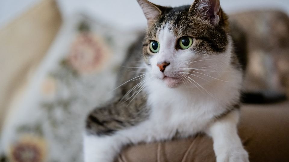 7 Tiny Habits That Make Your Cat Feel Like Royalty