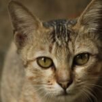 Your Cat's Staring Contest Is More Than Just a Gaze; It's a Message