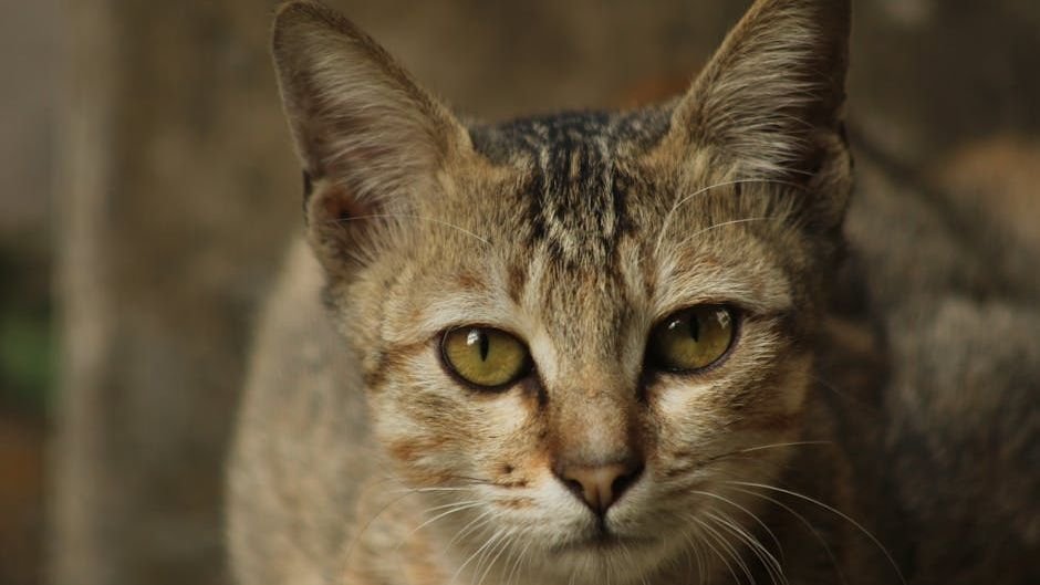 Your Cat's Staring Contest Is More Than Just a Gaze; It's a Message