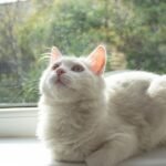 9 Common Cat Behaviors You Might Be Misinterpreting (and Why)