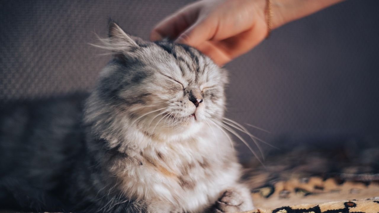 15 Signs Your Cat Sees You as Their Ultimate Protector