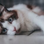 10 Feline Friendships: Which Cat Breeds Bond Best with (Other) Pets