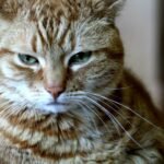 8 Ways Cats Show They're Annoyed (Without Hissing)