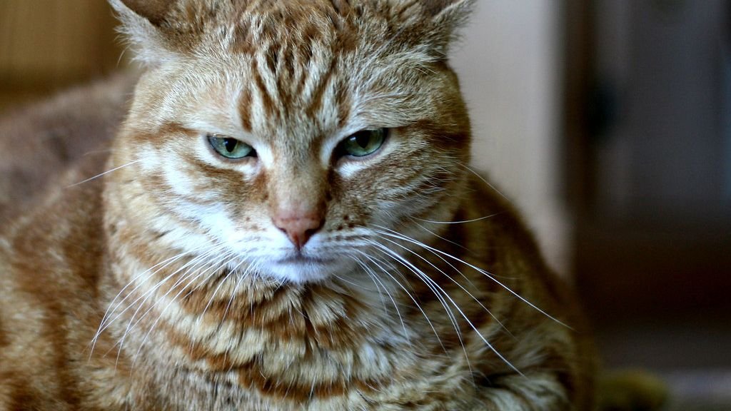 8 Ways Cats Show They're Annoyed (Without Hissing)