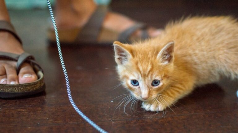 Your Cat's 'Attack' on Your Feet Is a Sign of Their Playful Trust
