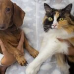 Feline Friends vs. Canine Companions: Who's More Loyal?