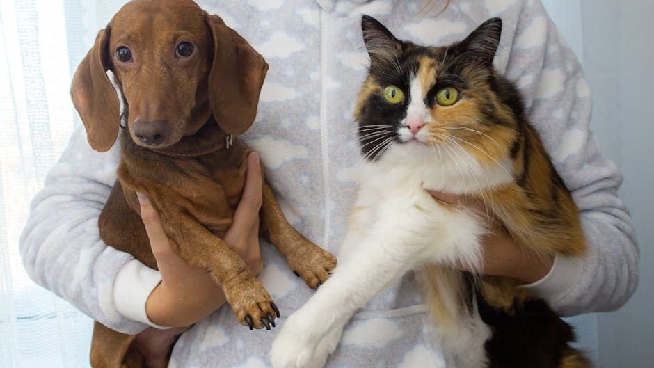 Feline Friends vs. Canine Companions: Who's More Loyal?