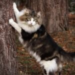 10 Cat Breeds That Are Surprisingly Independent (and Great for Busy Owners)