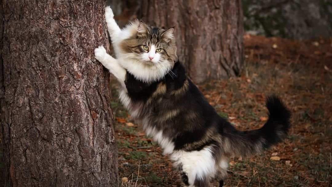 10 Cat Breeds That Are Surprisingly Independent (and Great for Busy Owners)