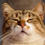 7 Ways Your Cat's Naps Secretly Protect Your Home